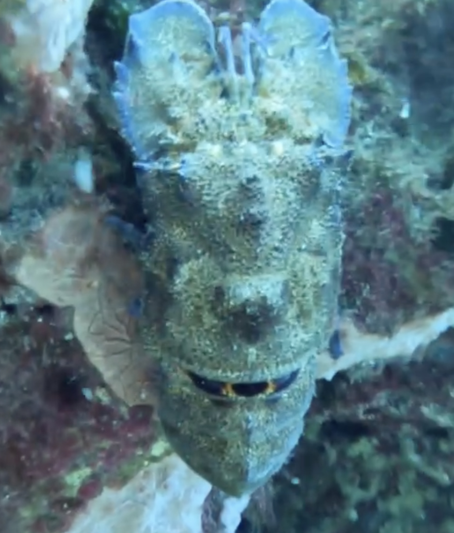 Lobster