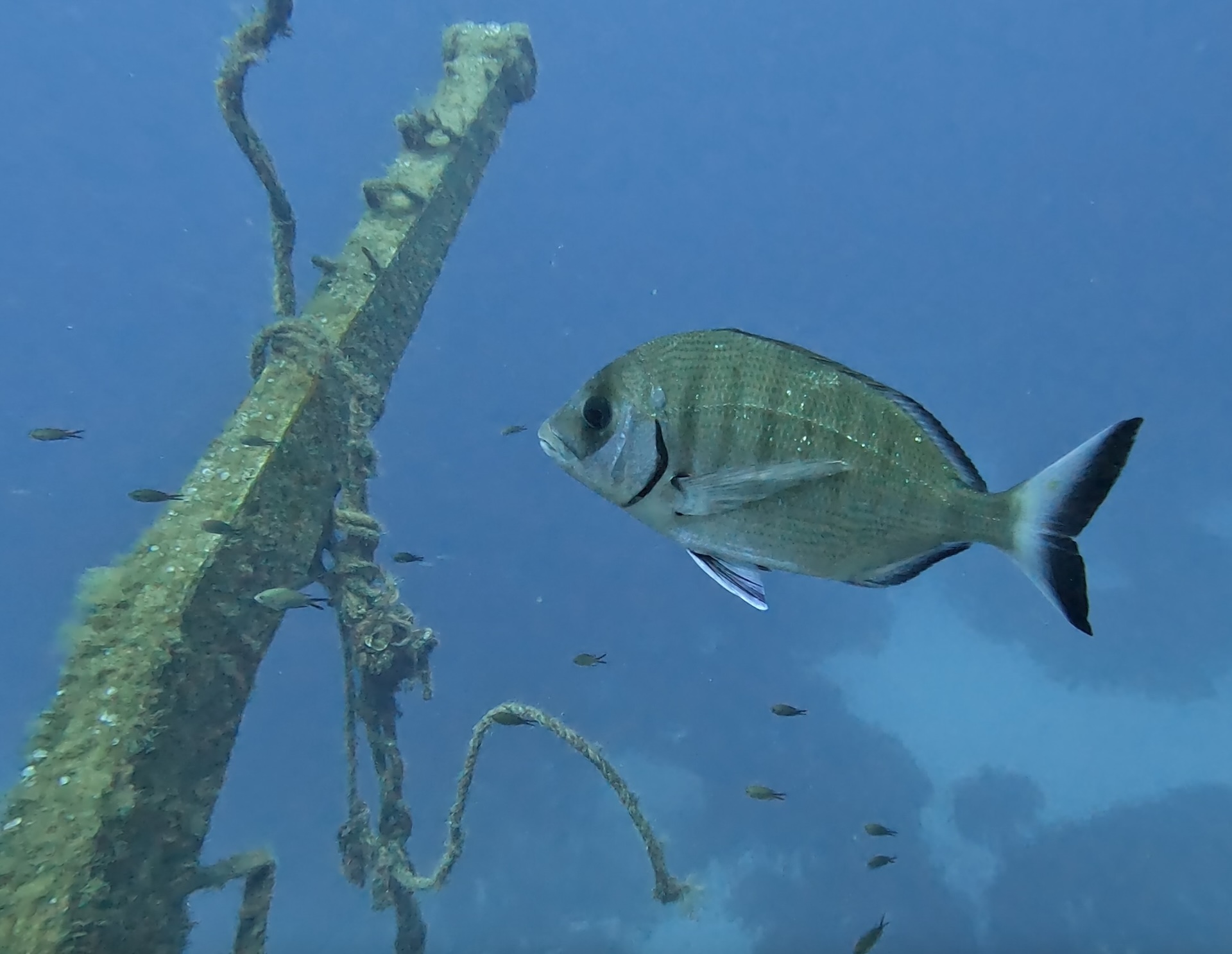 Fish